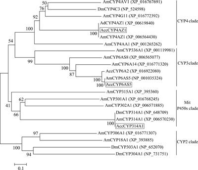 Identification and Characterization of Three New Cytochrome P450 Genes and the Use of RNA Interference to Evaluate Their Roles in Antioxidant Defense in Apis cerana cerana Fabricius